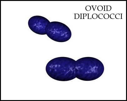 gram-positive ovoid diplococci